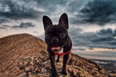 Close-up of dog on rocks against cloudy sky