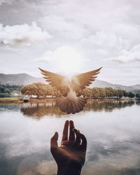 Close-up of a bird flying over lake against sky