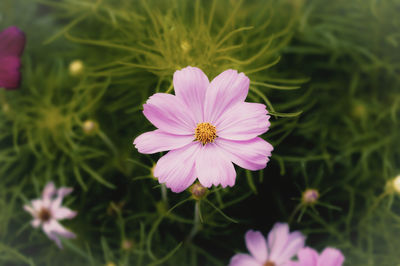 High angle view of pink cosmos flower
