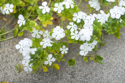 High angle view of white flowering plant