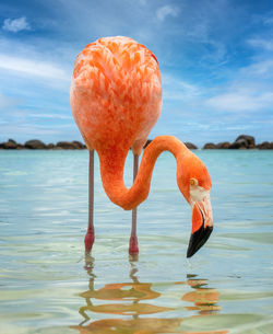 Close-up of a flamingo against the sea