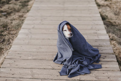 High angle view of dog with scarf sitting on footpath