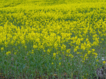 Scenic view of oilseed rape field