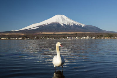 Bird in a lake against mountain range