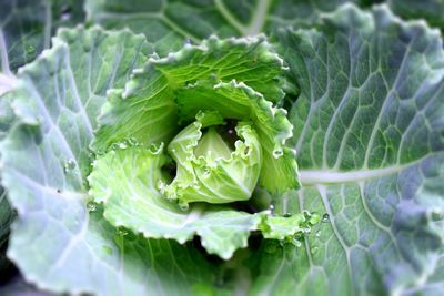 Close-up of fresh green leaf