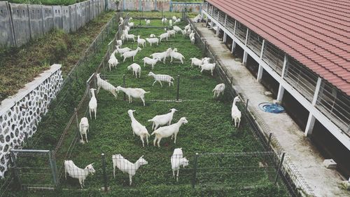 Flock of sheep in a building
