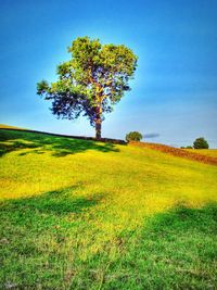 Scenic view of grassy field against sky