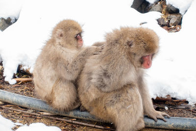 Snow monkey picking lice for another