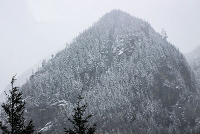 Low angle view of trees against sky