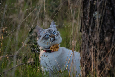 Portrait of cat on field