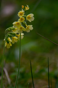 Close-up of plant against blurred background