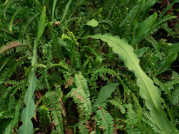 High angle view of plants growing on field