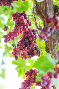 Close-up of grapes growing in vineyard