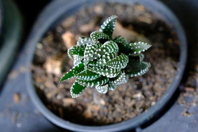 High angle view of potted plant