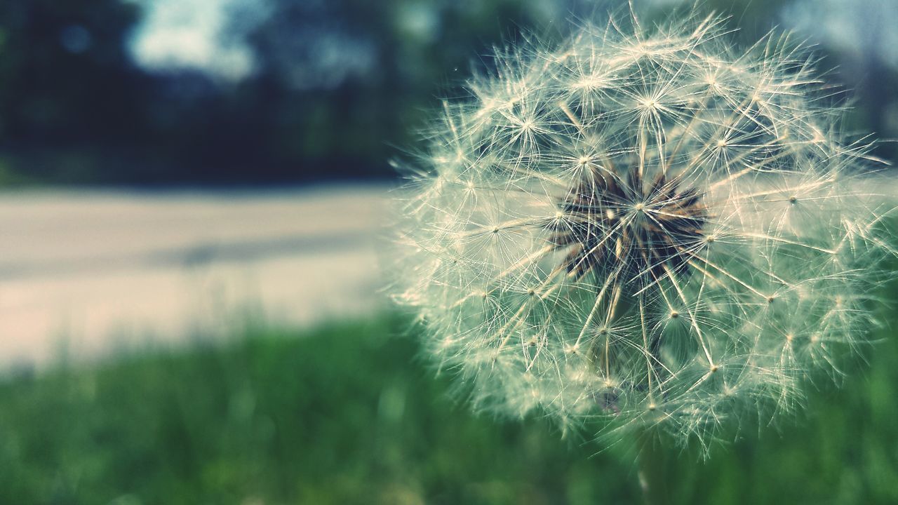 flower, dandelion, fragility, close-up, flower head, freshness, focus on foreground, growth, single flower, beauty in nature, nature, plant, softness, selective focus, wildflower, dandelion seed, uncultivated, outdoors, day, stem