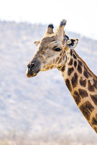 Close-up of giraffe against sky