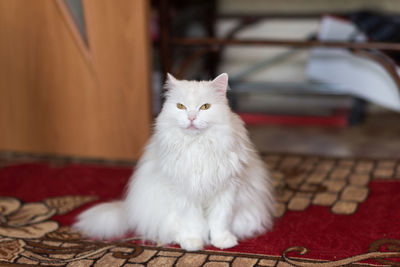 Portrait of cat sitting on floor