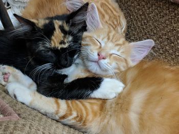 High angle view of cats resting