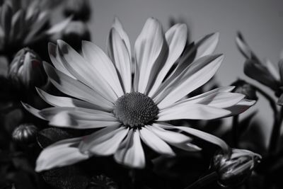 Close-up of white flowering plants