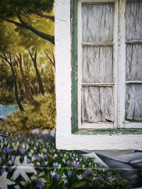 Close-up of flowering plants by window