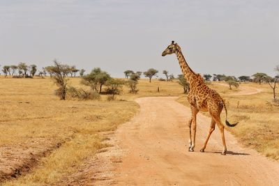 Giraffe standing on desert against sky