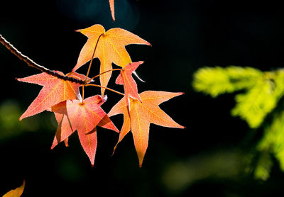 Close-up of maple leaves hanging on tree