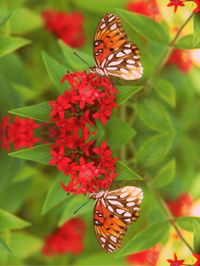 Close-up of butterfly pollinating on leaf