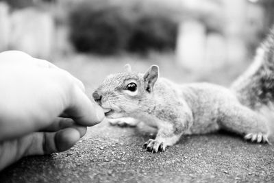 Cropped hand of person feeding squirrel on rock