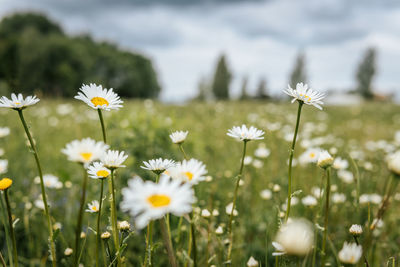 Close-up of white daisy flowers