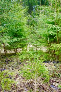 Close-up of fresh green plants in forest