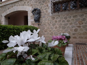 Plant growing on wall