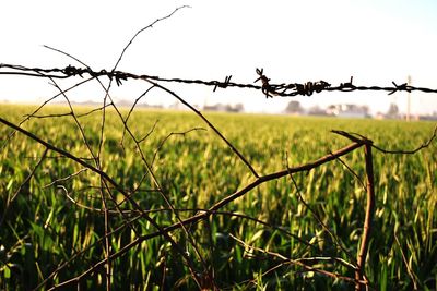 Close-up of barbed wire fence