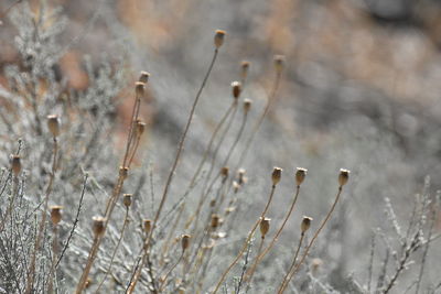 Close-up of wilted plant on field