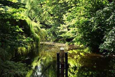 Scenic view of lake amidst trees in forest