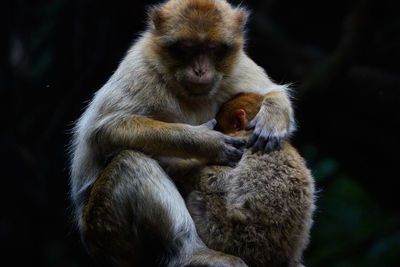 Close-up of monkeys