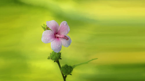 Close-up of flower blooming outdoors