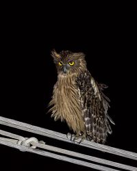 Portrait of owl perching on black background