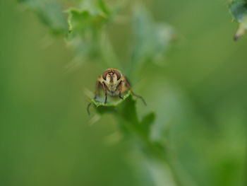 Close-up of insect on leaf