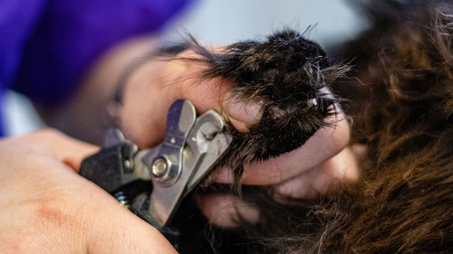 Cat washing and grooming close up getting professional service at pet salon by groomer