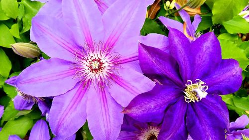 Close-up of purple flowers blooming outdoors