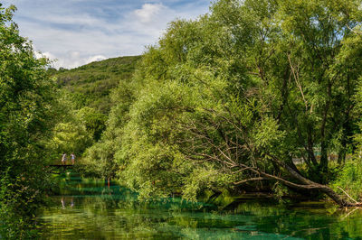 Scenic view of lake in forest