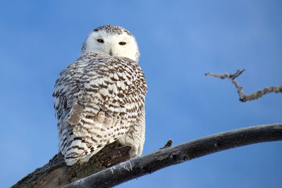 Low angle view of birds perched against clear blue sky