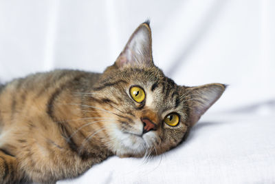 Close-up portrait of cat lying on bed