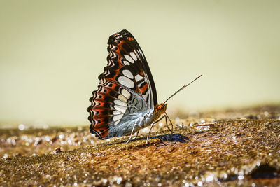 Close-up of butterfly on a land