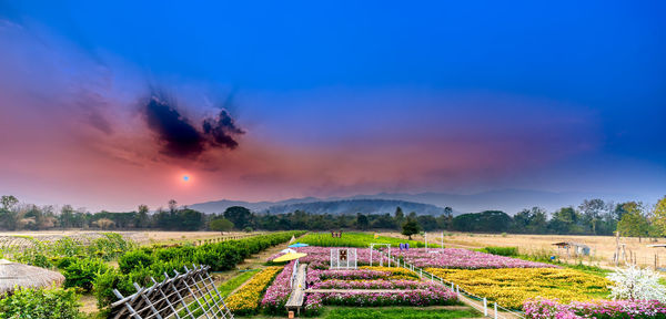 Scenic view of field against sky during sunset