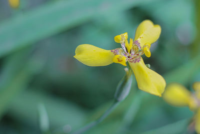 Close-up of yellow flowering plant