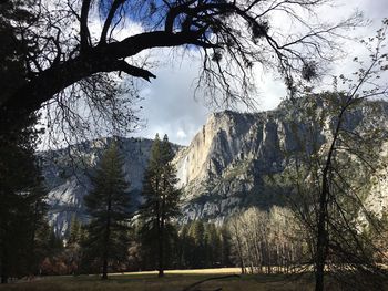 Scenic view of pine trees against sky