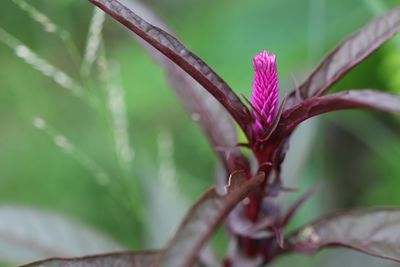 plant