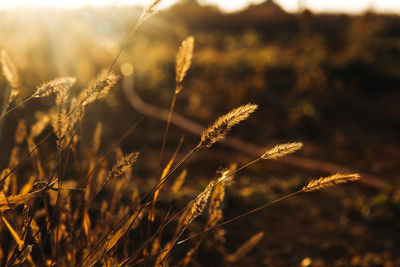 Close-up of stalks in field