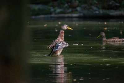 Bird swimming in lake